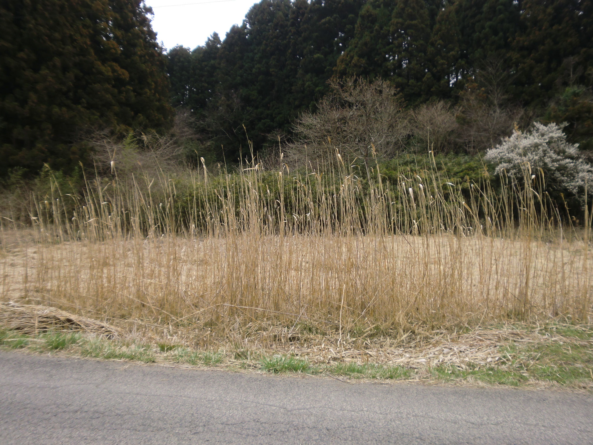 c4M({錧pcsc)̎ʐ^
